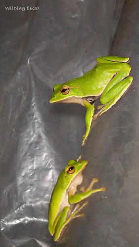翡翠樹蛙 Rhacophorus prasinatus