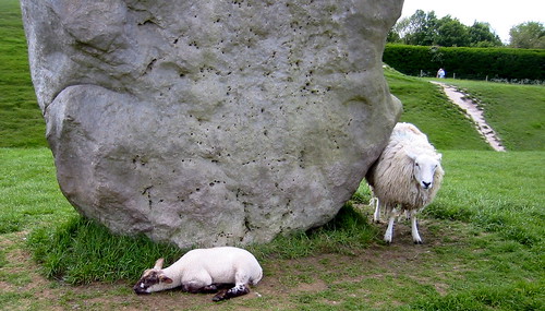 Avebury Stones and Sheep
