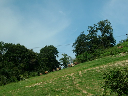 cows in yosidabokujo