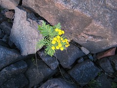 Flower in the rocks