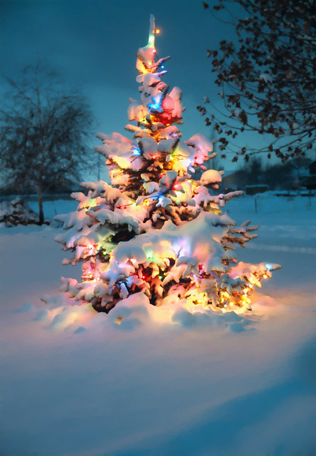 snow covered christmas tree with colorful lights photo