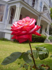Rose on the Grounds of Logan Mansion