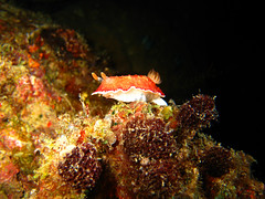 Nudibranch standing on its hind legs
