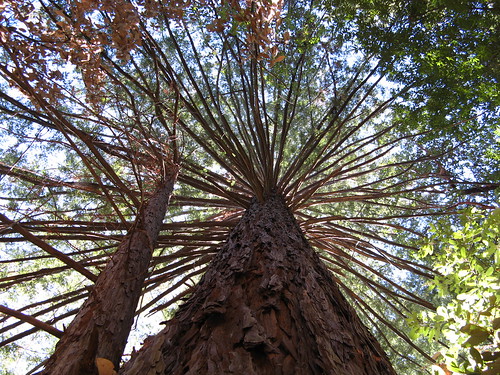 Pine canopy