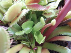 flytrap 1