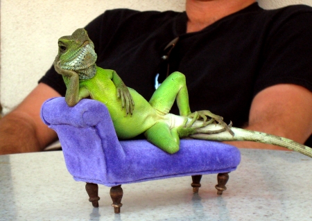 Lizard on a Sofa