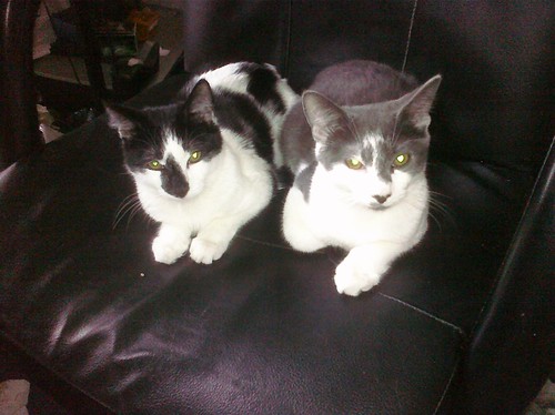 This morning I found Squiggy and Lenny chillaxing in @rurugby's chair.