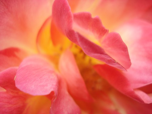 senses. backyard roses. {touch}