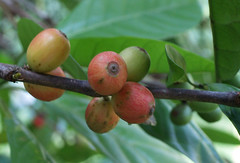 robusta coffee fruit