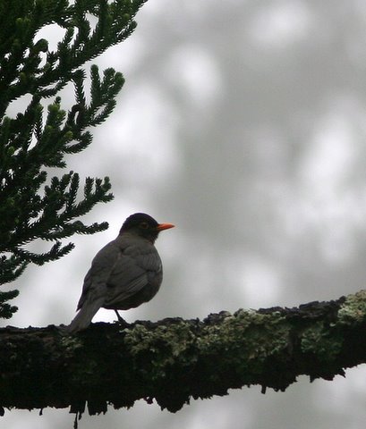 Eurasian Blackbird nandi hills 19jun07