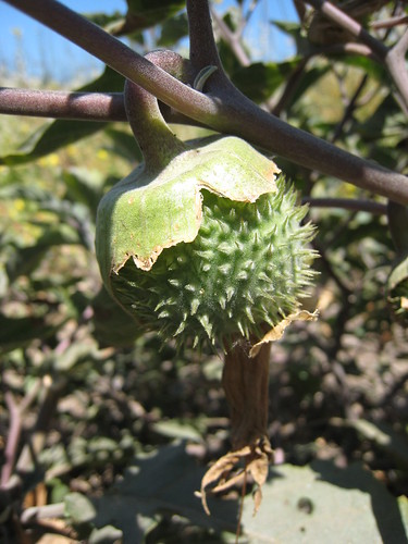 Datura fruit