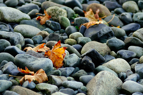 Rocks and Leaves