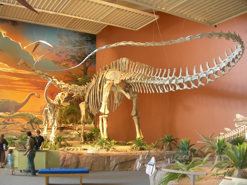 Seismosaurus Skeleton