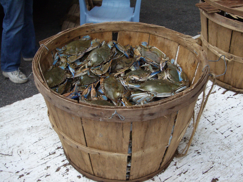 Blue Crabs!