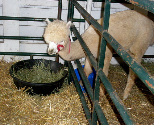 alpaca eating P9230040