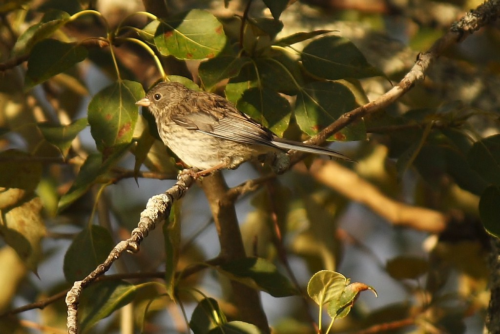 Unidentified Sparrow (11)