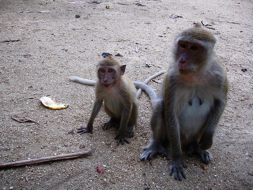 Monkeys!!