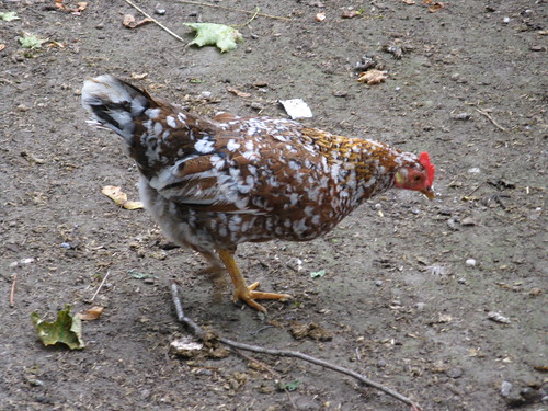 This spotty chicken was slightly smaller than the others 