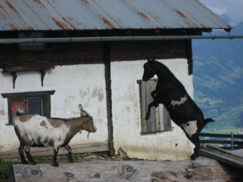 Butting goats