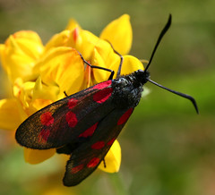 6-spot Burnet Moth