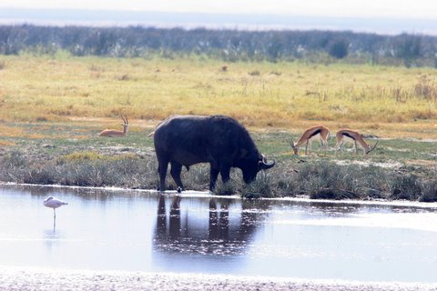 Buffalo with Thomson's Gazelles