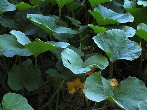 pumpkin leaves