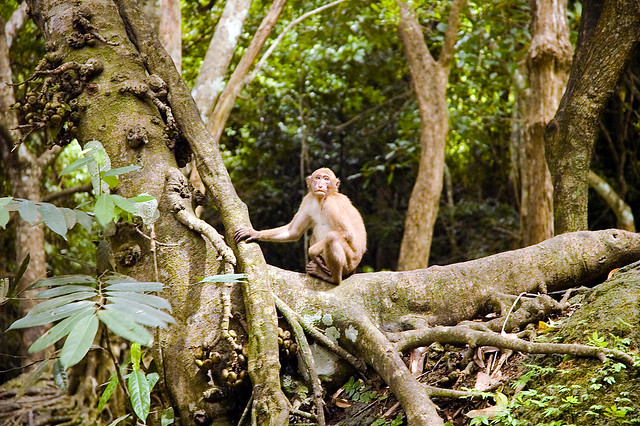 Monkey @ Erawan national park