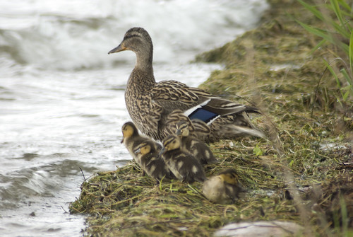duck family on shore