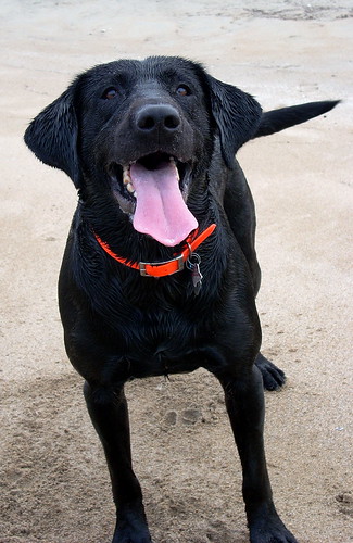 Oakley - black Labrador Retriever