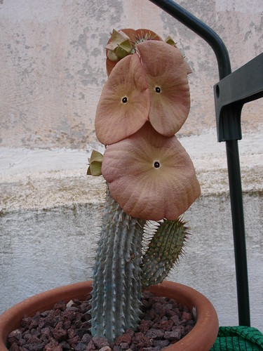 dietary supplements, hoodia gordonii plants are currently being mass 