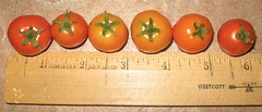 Tiny Tim Tomato Plants