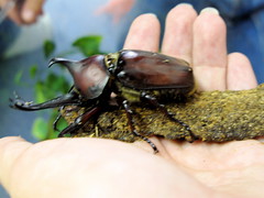 Mr. Beetleman by rumpleteaser, on Flickr