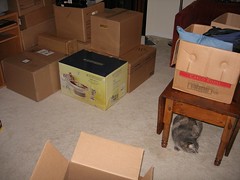 Boxes and a spooked cat!