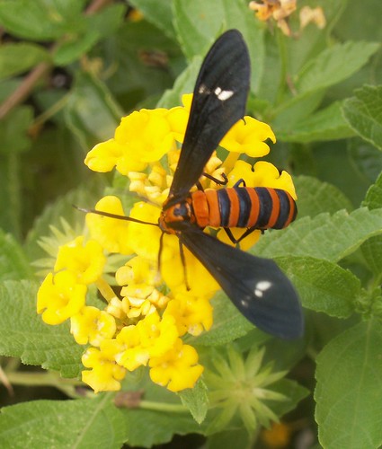 Yellow-banded Wasp Moth 4