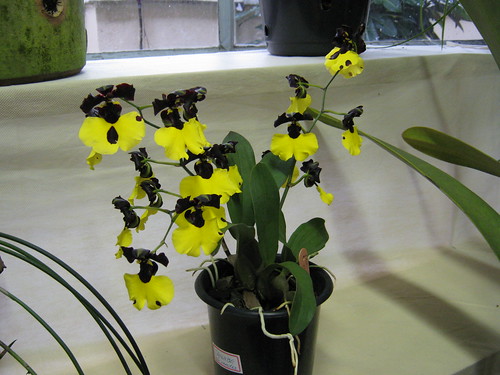 A Orquídea Exibir Tópico Coelogyne Cristata Replantar