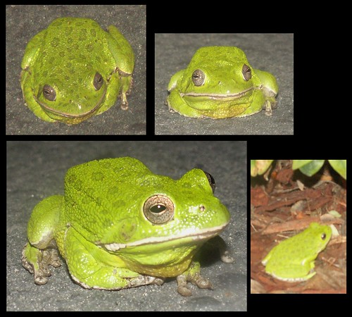 Frog Series