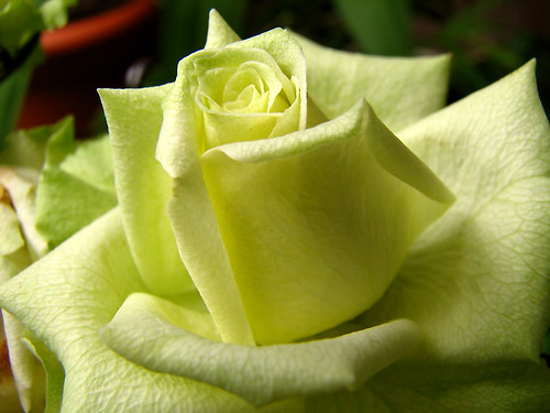 Rosa Verde / Green Rose by rvsv - Rodolfo.