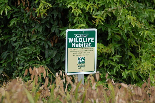 Certified Wildlife Habitat by Amber King Austin