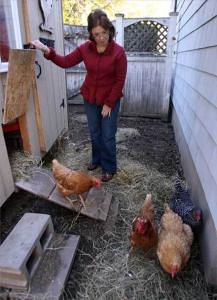 Nancy Murphy's five chickens live in a coop with adjustable electric baseboard heat, Belmont. Mass.