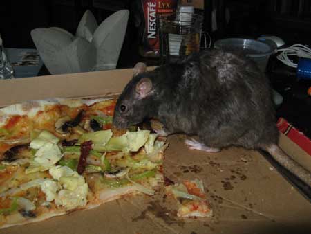 Råttan i pizzan?