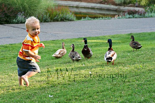 Chasing Ducks