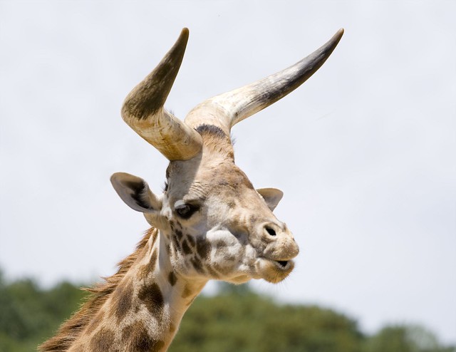 South African Horned Whistling Giraffe