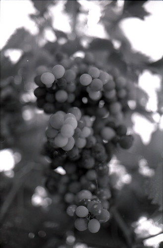 through the grapevine01