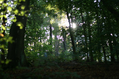 Gegenlicht im Wald