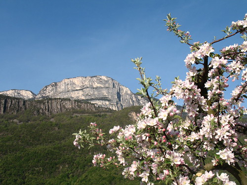 Apfelblüten mit Gandkofel (Mendel) im Hintergrund vom Etschtal aus