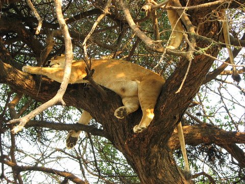 tree-climbing lioness of lake manyara