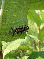 Milkweed caterpillar