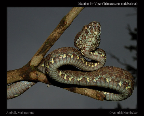 Malabar-Pit-viper
