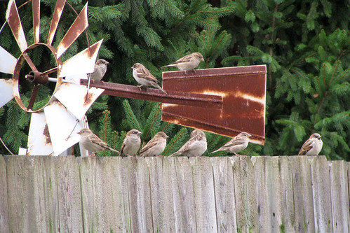 Flock of sparrows