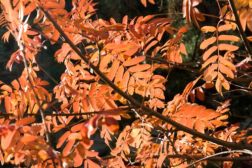 Translucent leaves